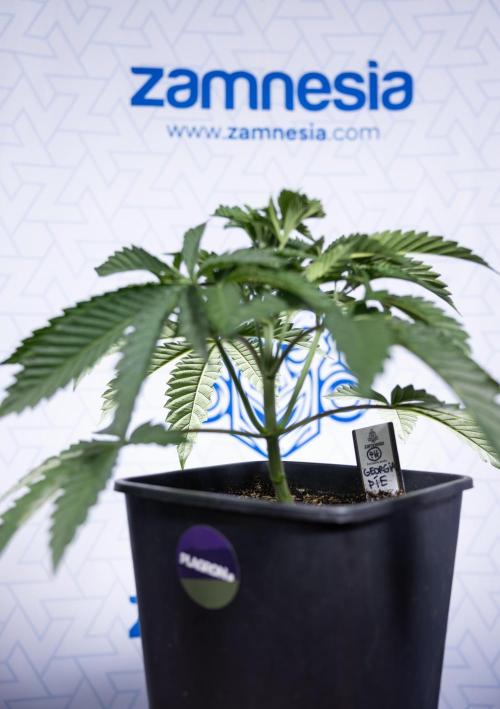 Georgia Pie #2 - Zamnesia x B&B. Week 3 - Georgia Pie 2 - Veg - Week 3/4 - Fimming