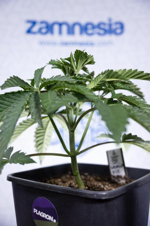 Georgia Pie #2 - Zamnesia x B&B. Week 3 - Georgia Pie 2 - Veg - Week 3/4 - Fimming