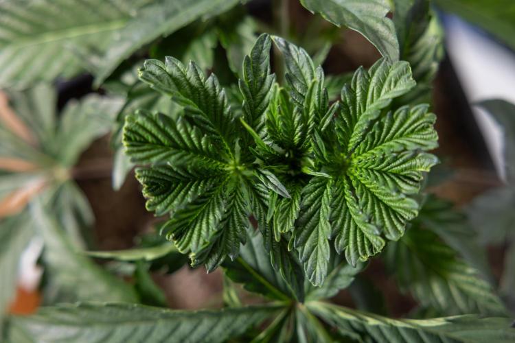 Georgia Pie #2 - Zamnesia x B&B. Week 3 - Georgia Pie 2 - Veg - Week 3/4 - Fimming