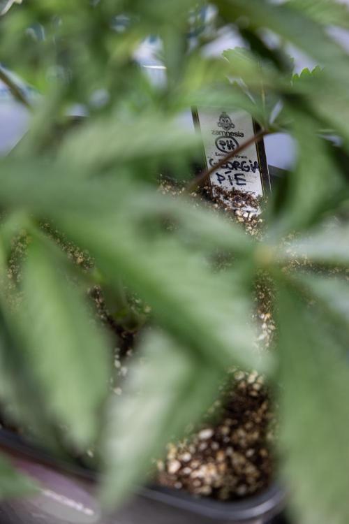 Georgia Pie #2 - Zamnesia x B&B. Week 3 - Georgia Pie 2 - Veg - Week 3/4 - Fimming