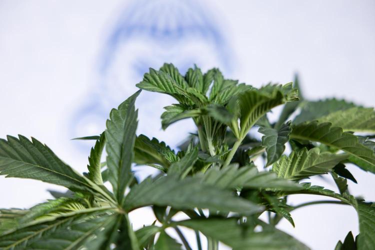 Georgia Pie #2 - Zamnesia x B&B. Week 3 - Georgia Pie 2 - Veg - Week 3/4 - Fimming