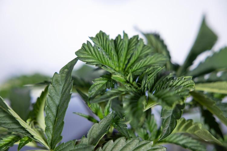 Georgia Pie #2 - Zamnesia x B&B. Week 3 - Georgia Pie 2 - Veg - Week 3/4 - Fimming