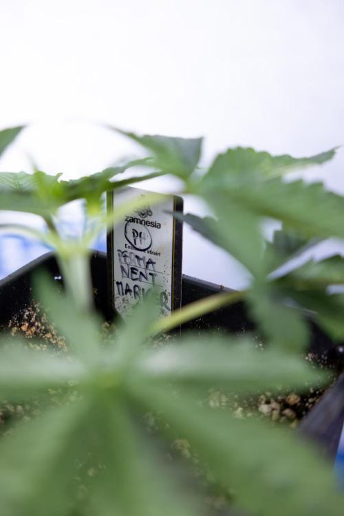 Permanent Marker - Zamnesia x B&B. Week 3 - Permanent Marker - Veg - Week 3/4 - Topping / MainFolding