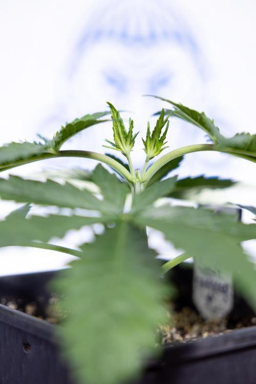 Permanent Marker - Zamnesia x B&B. Week 3 - Permanent Marker - Veg - Week 3/4 - Topping / MainFolding