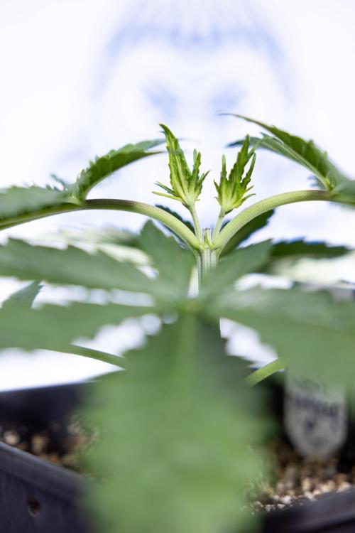 Permanent Marker - Zamnesia x B&B. Week 3 - Permanent Marker - Veg - Week 3/4 - Topping / MainFolding