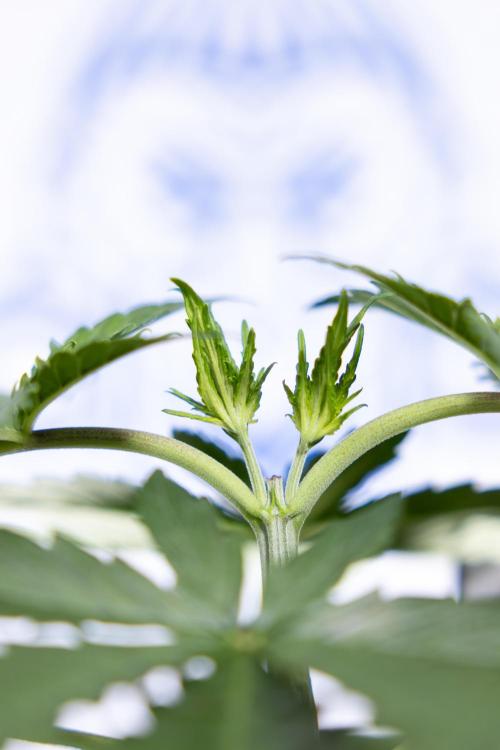 Permanent Marker - Zamnesia x B&B. Week 3 - Permanent Marker - Veg - Week 3/4 - Topping / MainFolding