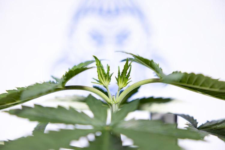 Permanent Marker - Zamnesia x B&B. Week 3 - Permanent Marker - Veg - Week 3/4 - Topping / MainFolding