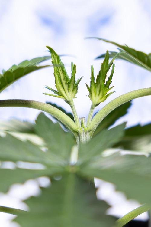 Permanent Marker - Zamnesia x B&B. Week 3 - Permanent Marker - Veg - Week 3/4 - Topping / MainFolding