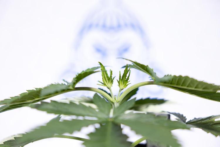 Permanent Marker - Zamnesia x B&B. Week 3 - Permanent Marker - Veg - Week 3/4 - Topping / MainFolding