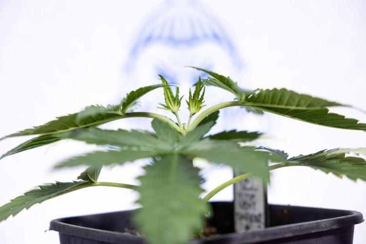 Permanent Marker - Zamnesia x B&B. Week 3 - Permanent Marker - Veg - Week 3/4 - Topping / MainFolding