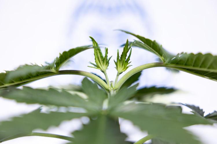 Permanent Marker - Zamnesia x B&B. Week 3 - Permanent Marker - Veg - Week 3/4 - Topping / MainFolding