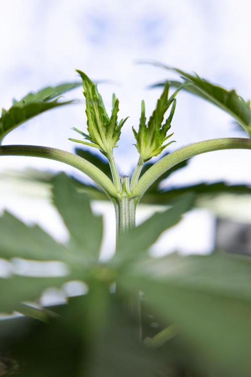 Permanent Marker - Zamnesia x B&B. Week 3 - Permanent Marker - Veg - Week 3/4 - Topping / MainFolding