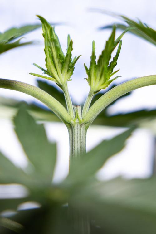 Permanent Marker - Zamnesia x B&B. Week 3 - Permanent Marker - Veg - Week 3/4 - Topping / MainFolding