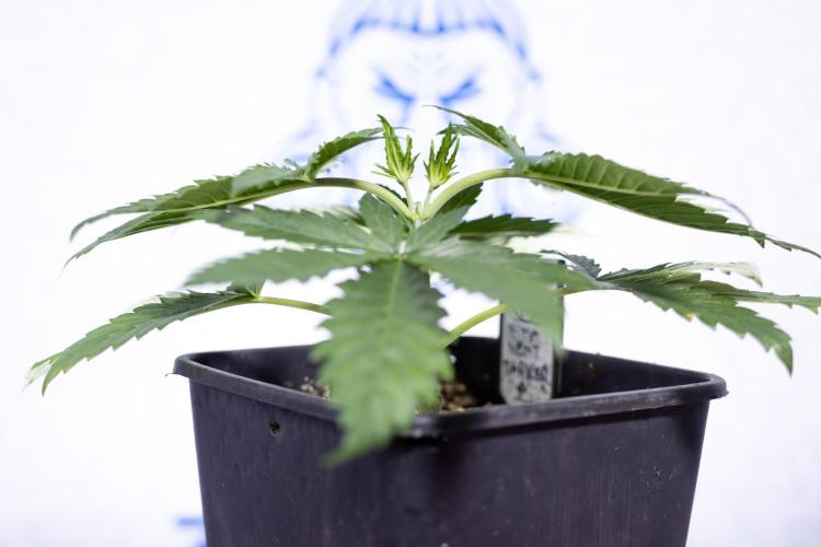 Permanent Marker - Zamnesia x B&B. Week 3 - Permanent Marker - Veg - Week 3/4 - Topping / MainFolding