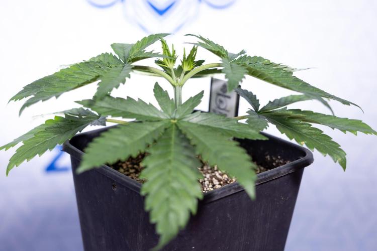 Permanent Marker - Zamnesia x B&B. Week 3 - Permanent Marker - Veg - Week 3/4 - Topping / MainFolding