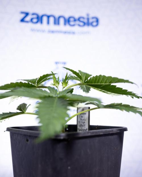 Permanent Marker - Zamnesia x B&B. Week 3 - Permanent Marker - Veg - Week 3/4 - Topping / MainFolding