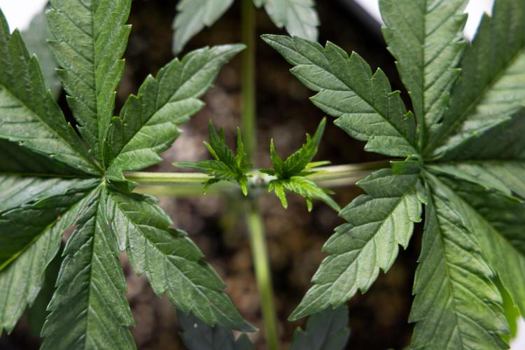 Permanent Marker - Zamnesia x B&B. Week 3 - Permanent Marker - Veg - Week 3/4 - Topping / MainFolding