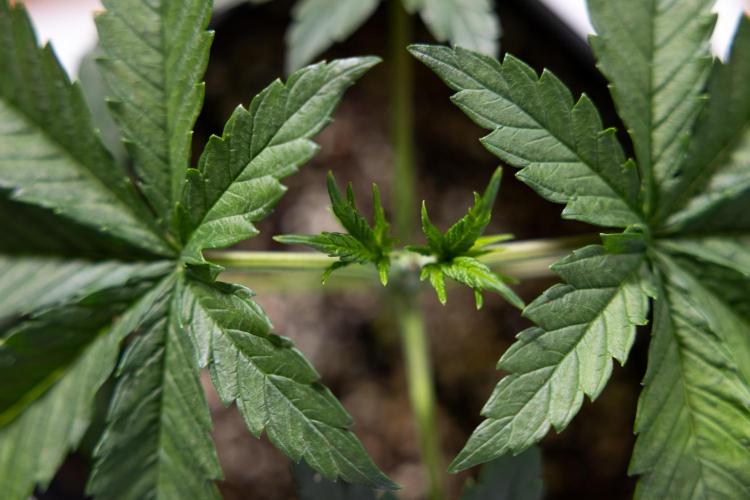 Permanent Marker - Zamnesia x B&B. Week 3 - Permanent Marker - Veg - Week 3/4 - Topping / MainFolding