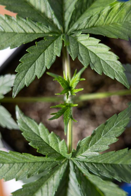 Permanent Marker - Zamnesia x B&B. Week 3 - Permanent Marker - Veg - Week 3/4 - Topping / MainFolding