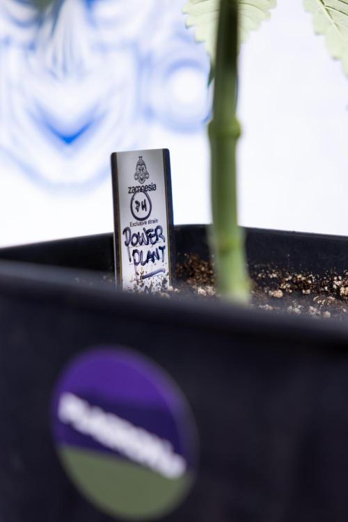 Power Plant - Zamnesia & B&B. Week 3 - Power Plant - Week 3/4 - Veg - Topping / Mainfolding