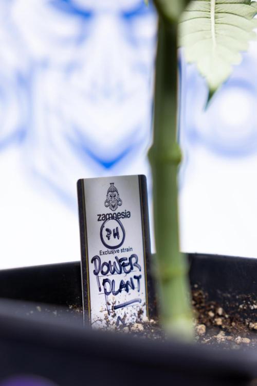 Power Plant - Zamnesia & B&B. Week 3 - Power Plant - Week 3/4 - Veg - Topping / Mainfolding
