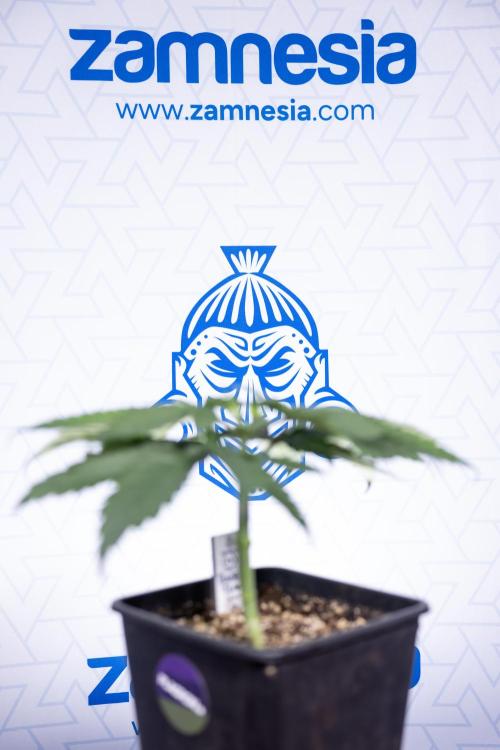 Power Plant - Zamnesia & B&B. Week 3 - Power Plant - Week 3/4 - Veg - Topping / Mainfolding