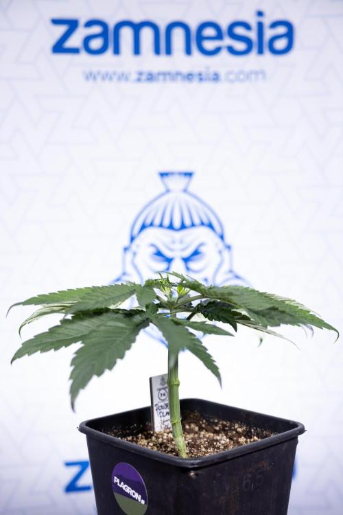 Power Plant - Zamnesia & B&B. Week 3 - Power Plant - Week 3/4 - Veg - Topping / Mainfolding