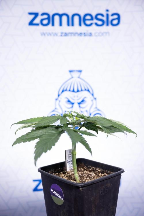 Power Plant - Zamnesia & B&B. Week 3 - Power Plant - Week 3/4 - Veg - Topping / Mainfolding