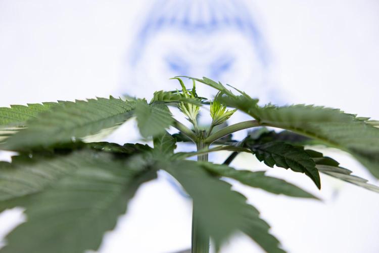 Power Plant - Zamnesia & B&B. Week 3 - Power Plant - Week 3/4 - Veg - Topping / Mainfolding