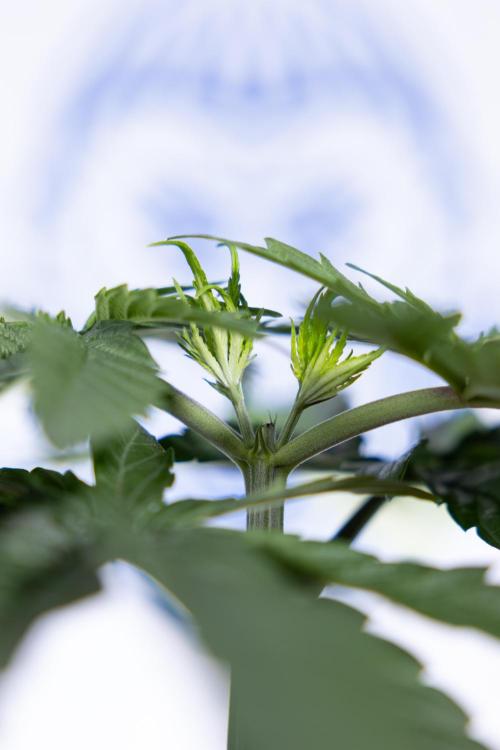 Power Plant - Zamnesia & B&B. Week 3 - Power Plant - Week 3/4 - Veg - Topping / Mainfolding