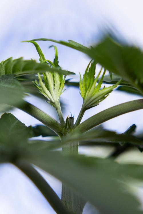 Power Plant - Zamnesia & B&B. Week 3 - Power Plant - Week 3/4 - Veg - Topping / Mainfolding