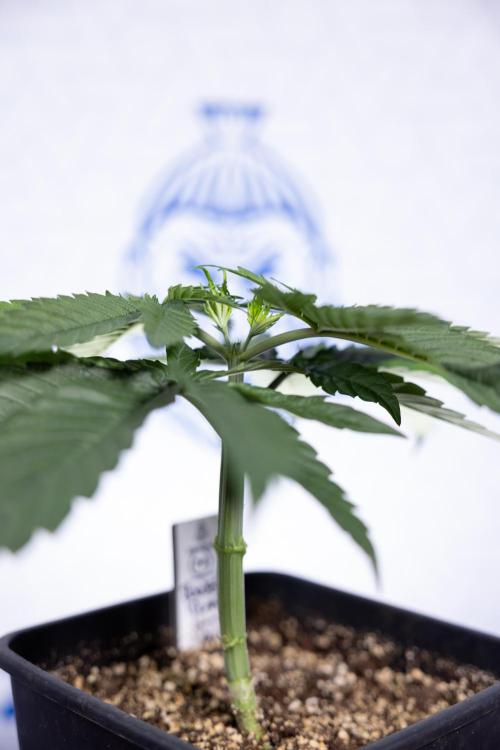 Power Plant - Zamnesia & B&B. Week 3 - Power Plant - Week 3/4 - Veg - Topping / Mainfolding