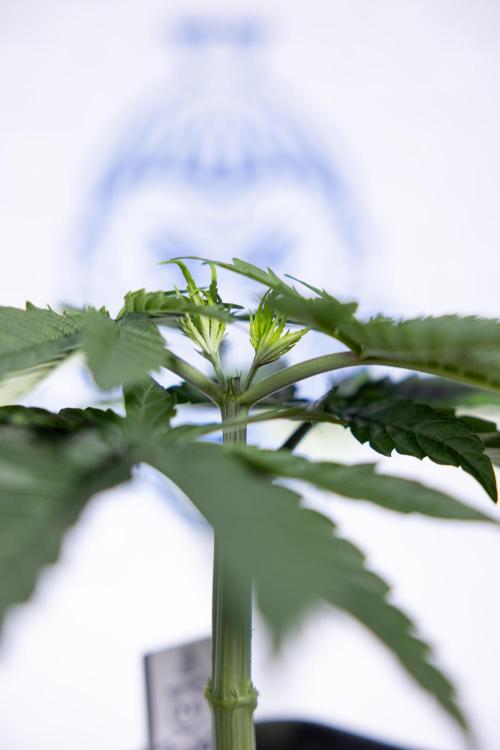 Power Plant - Zamnesia & B&B. Week 3 - Power Plant - Week 3/4 - Veg - Topping / Mainfolding