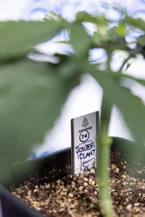 Power Plant - Zamnesia & B&B. Week 3 - Power Plant - Week 3/4 - Veg - Topping / Mainfolding