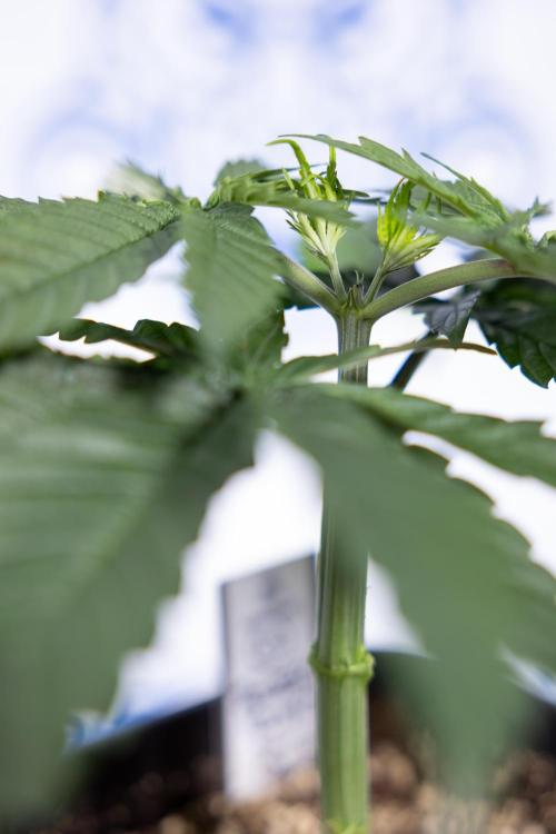 Power Plant - Zamnesia & B&B. Week 3 - Power Plant - Week 3/4 - Veg - Topping / Mainfolding