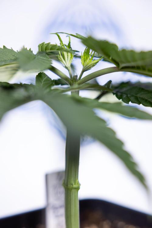 Power Plant - Zamnesia & B&B. Week 3 - Power Plant - Week 3/4 - Veg - Topping / Mainfolding