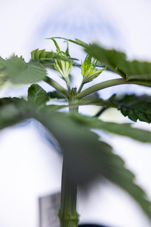 Power Plant - Zamnesia & B&B. Week 3 - Power Plant - Week 3/4 - Veg - Topping / Mainfolding