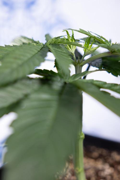 Power Plant - Zamnesia & B&B. Week 3 - Power Plant - Week 3/4 - Veg - Topping / Mainfolding