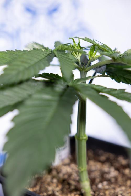 Power Plant - Zamnesia & B&B. Week 3 - Power Plant - Week 3/4 - Veg - Topping / Mainfolding