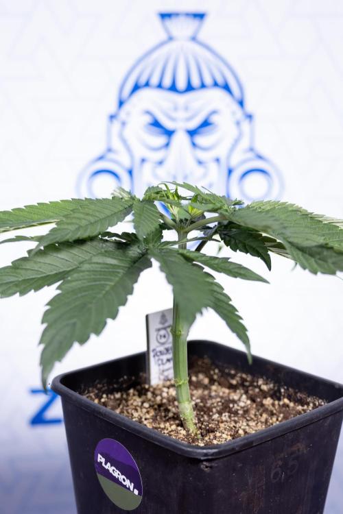 Power Plant - Zamnesia & B&B. Week 3 - Power Plant - Week 3/4 - Veg - Topping / Mainfolding