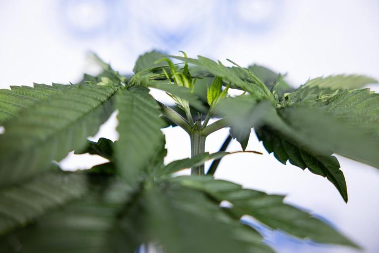 Power Plant - Zamnesia & B&B. Week 3 - Power Plant - Week 3/4 - Veg - Topping / Mainfolding