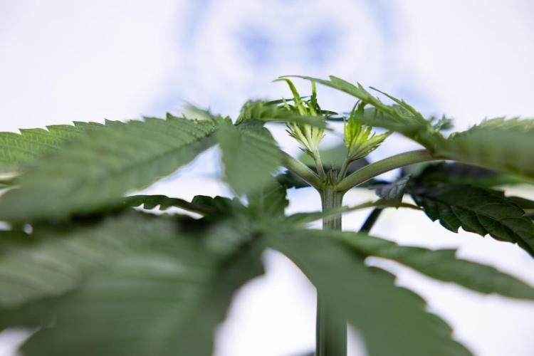 Power Plant - Zamnesia & B&B. Week 3 - Power Plant - Week 3/4 - Veg - Topping / Mainfolding