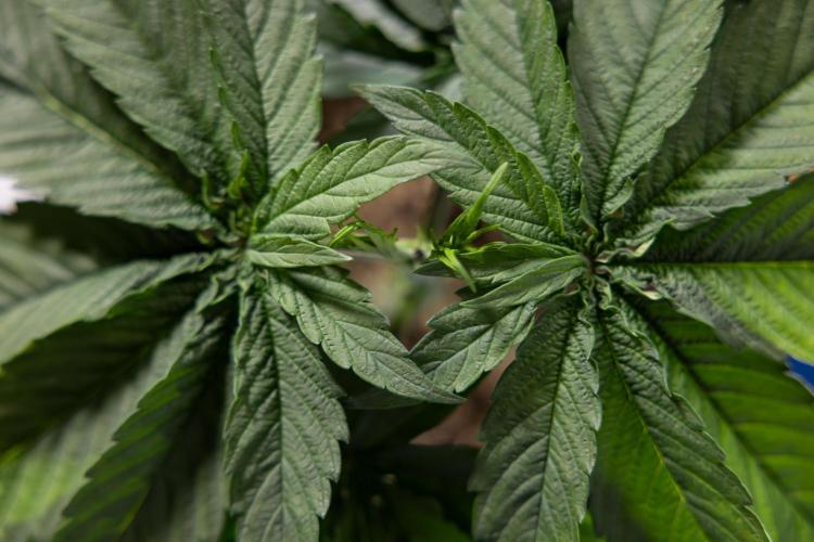 Power Plant - Zamnesia & B&B. Week 3 - Power Plant - Week 3/4 - Veg - Topping / Mainfolding