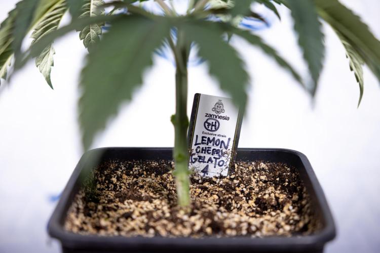 Lemon Cherry Gelato #1 - Zamnesia x B&B. Week 3