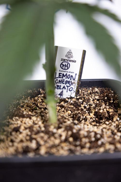 Lemon Cherry Gelato #1 - Zamnesia x B&B. Week 3