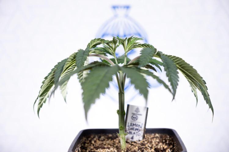 Lemon Cherry Gelato #1 - Zamnesia x B&B. Week 3