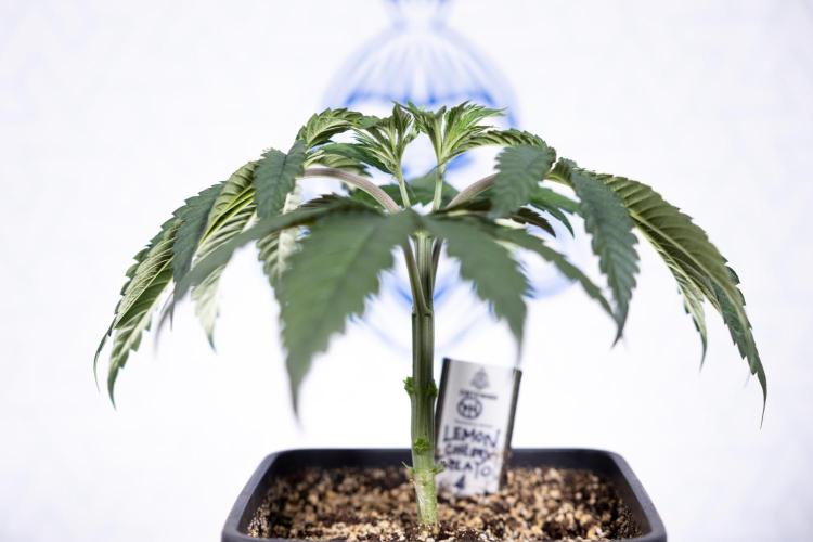 Lemon Cherry Gelato #1 - Zamnesia x B&B. Week 3