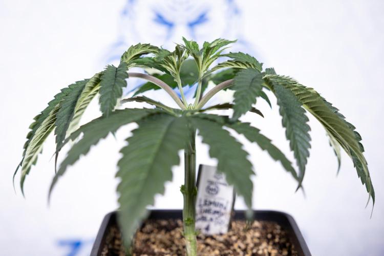 Lemon Cherry Gelato #1 - Zamnesia x B&B. Week 3