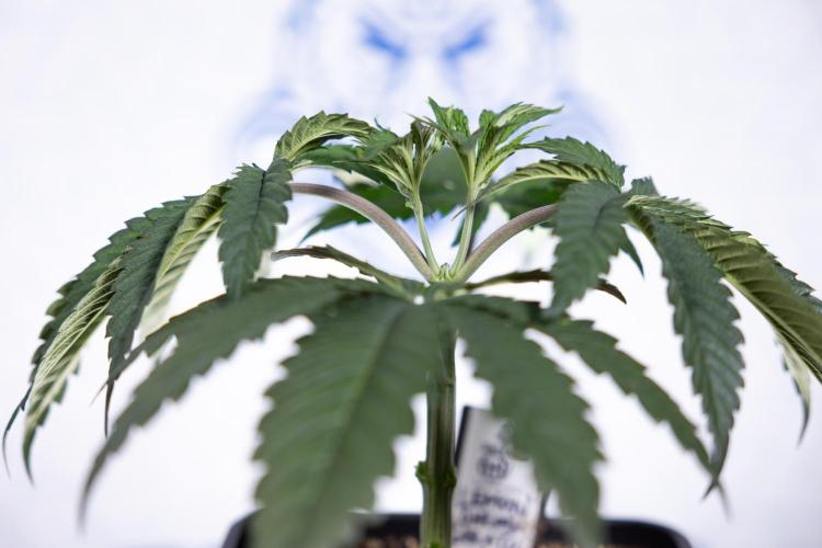 Lemon Cherry Gelato #1 - Zamnesia x B&B. Week 3