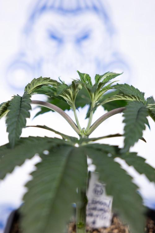 Lemon Cherry Gelato #1 - Zamnesia x B&B. Week 3